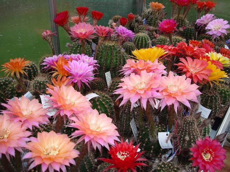 Eigene Echinopsis/Beet 1.1.jpg
